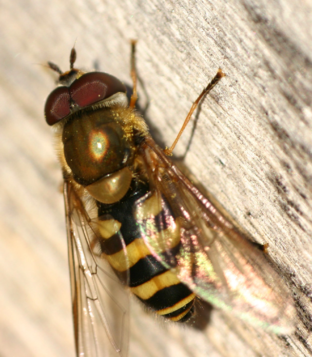Large Fly With Orange Stripe at Spencer Pond blog
